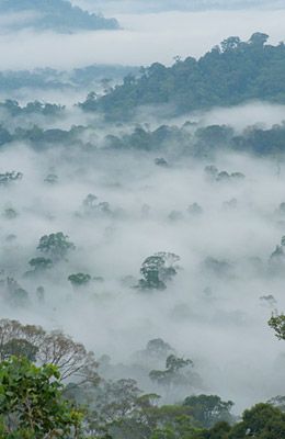 Nebel RegenwaldSumatra    c Dieter-Schonlau WWF