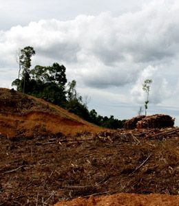 Nur noch die Hälfte der Insel Borneo sind von Wald bedeckt. © Samsul Komar / WWF-Indonesia