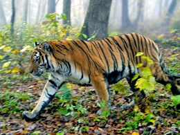 Bedrohter Amurtiger in Russland © Viktor Filonov / WWF 