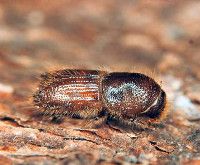 Aus der Familie der Borkenkäfer (Scolytidae) Käferart Buchdrucker (Ips Typographus) Quelle: BASF SE