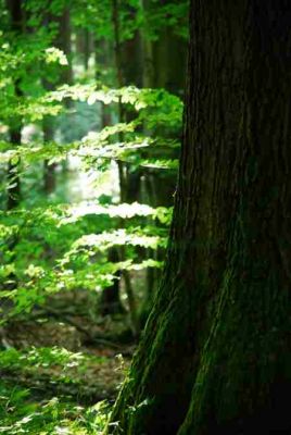 Buchenwälder stecken voller Leben 