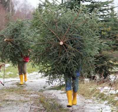 Frischekur für den Weihnachtsbaum quelle landesforsten.de