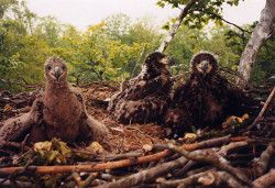 Junge Seeadler im Horst