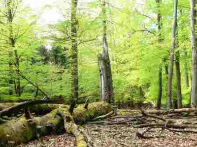 Naturnahe Waldbewirtschaftung erhält Lebensraum