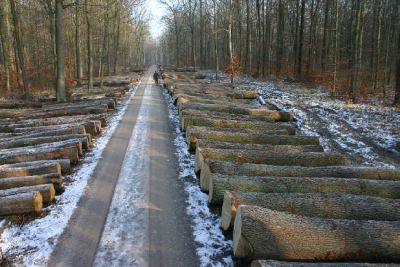 Holzversteigerung