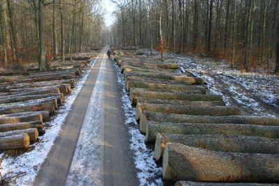 Holzversteigerung