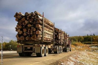 kanada Rundholz LKW © Greenpeace International