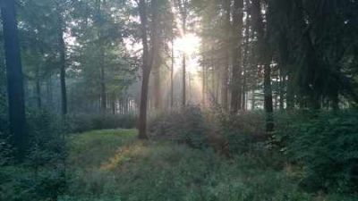 Sonnenaufgang im Wald mit Buchen