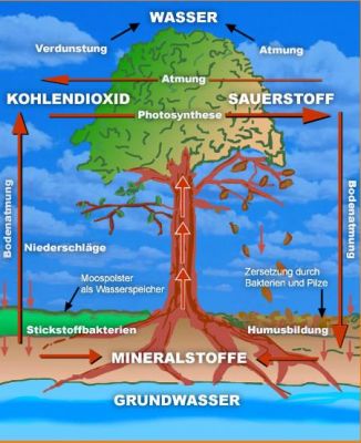 CO2_Kreislauf