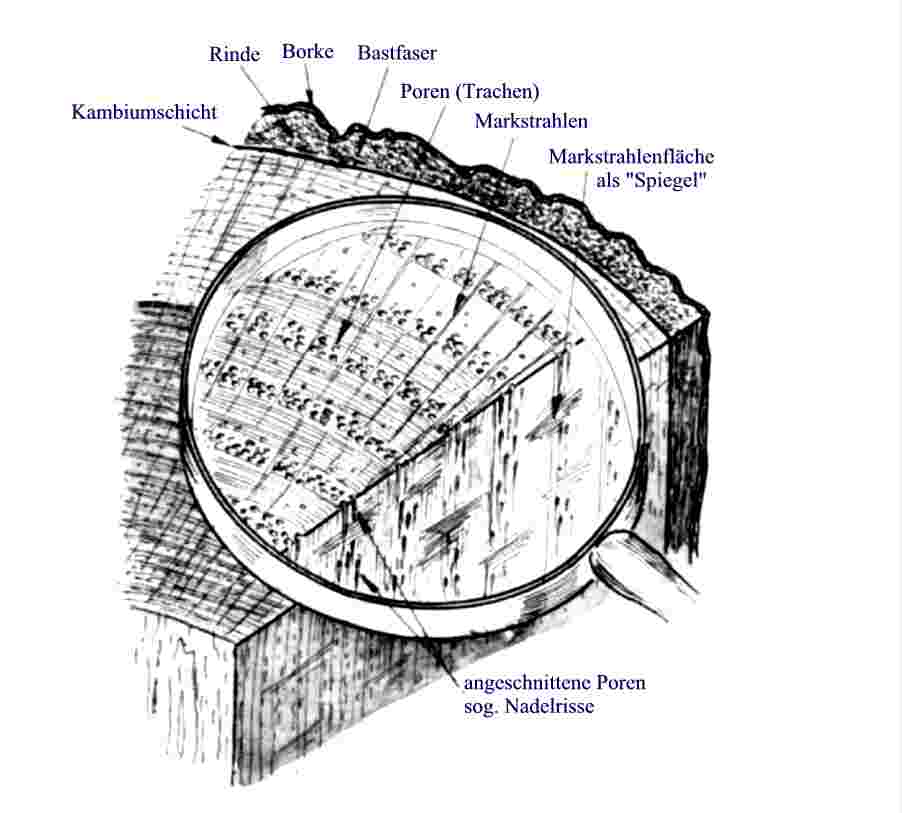 Poren Holzwurmpage, Holz mit Know How