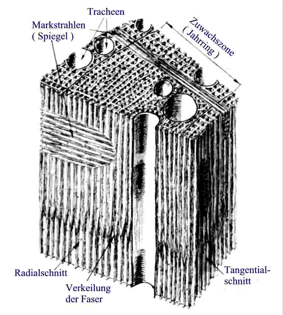 Mikroskopischer Zellenaufbau Holzwurmpage, Holz mit