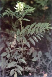 glycyrrhiza