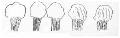 wald5