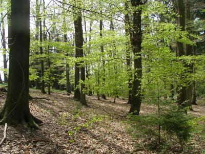 wald2